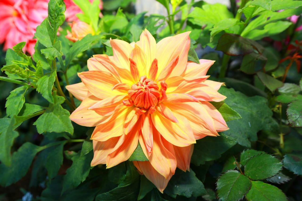 Dahlia Mount View Hotel Nuwara Eliya Bagian luar foto